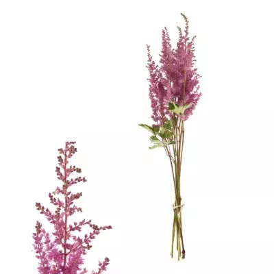 Astilbe MONTGOMERY