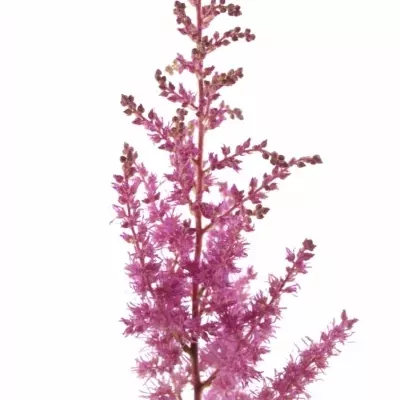 Astilbe MONTGOMERY