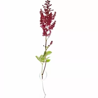 Astilbe PAUL GAARDE 45cm