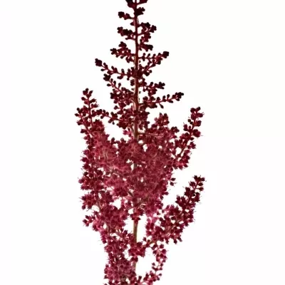 Astilbe PAUL GAARDE 45cm