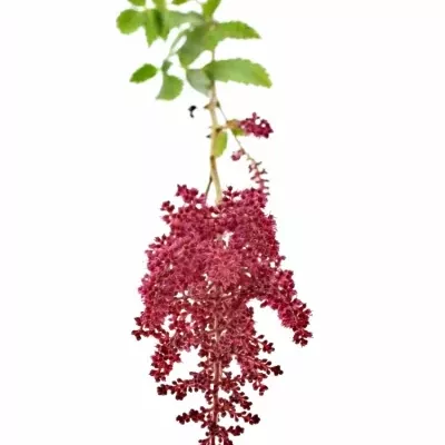 Astilbe PAUL GAARDE 45cm