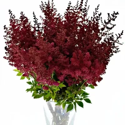 Astilbe PAUL GAARDE 45cm