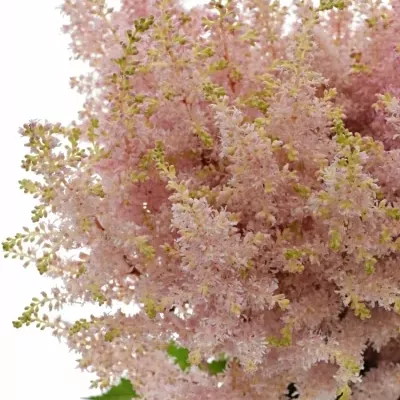 ASTILBE PEACH BLOSSOM 45cm