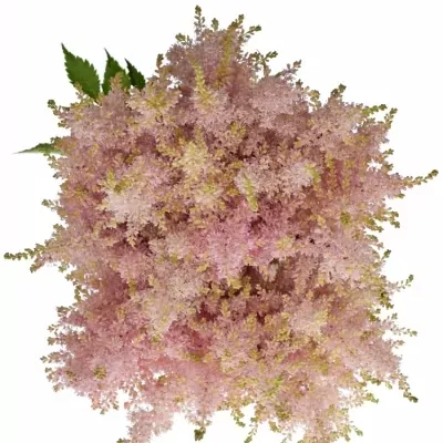 ASTILBE PEACH BLOSSOM 45cm