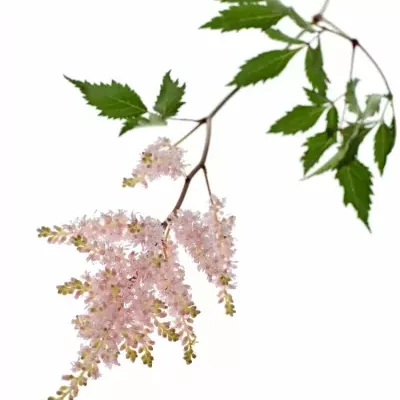 ASTILBE PEACH BLOSSOM 45cm