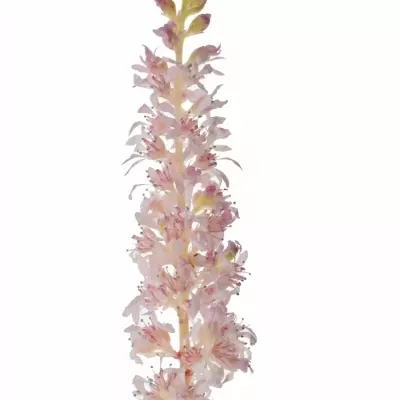 ASTILBE PEACH BLOSSOM 45cm