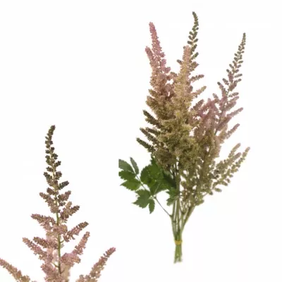 Astilbe VISION IN PINK