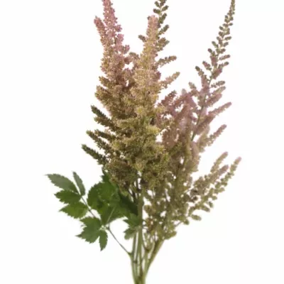 Astilbe VISION IN PINK