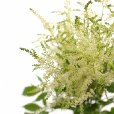 ASTILBE WASHINGTON