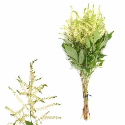 ASTILBE WASHINGTON