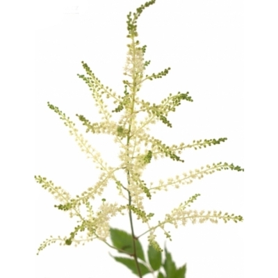 ASTILBE WASHINGTON