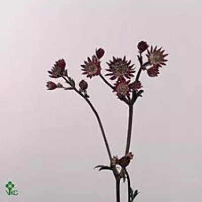 ASTRANTIA CLARET