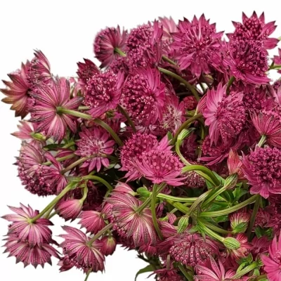 Astrantia MAJOR RUBY WEDDING