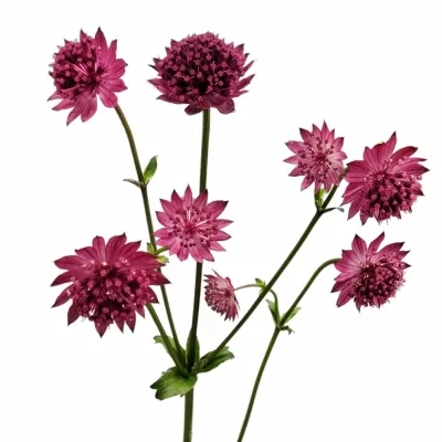 Astrantia MAJOR RUBY WEDDING