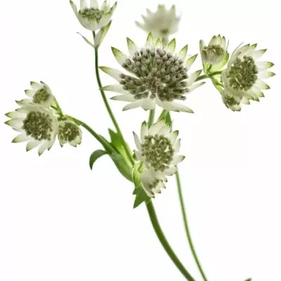 ASTRANTIA PRINCESS BALLERINA