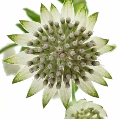 ASTRANTIA PRINCESS BALLERINA