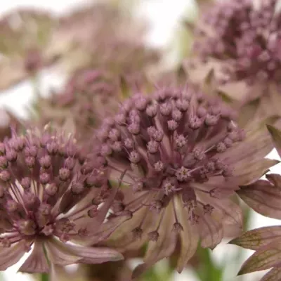 ASTRANTIA ROMA