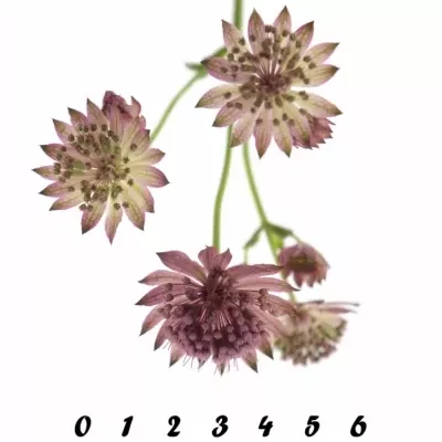 ASTRANTIA ROMA