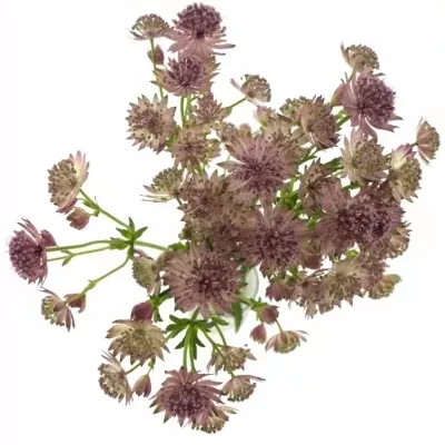 ASTRANTIA ROMA