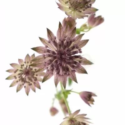 ASTRANTIA ROMA