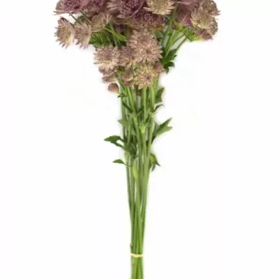 ASTRANTIA ROMA