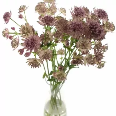 ASTRANTIA ROMA