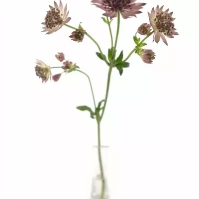 ASTRANTIA ROMA