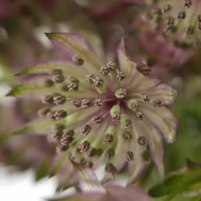 ASTRANTIA STAR OF AFRICA