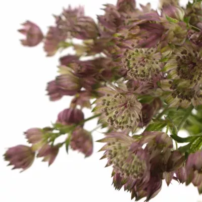 ASTRANTIA STAR OF AFRICA