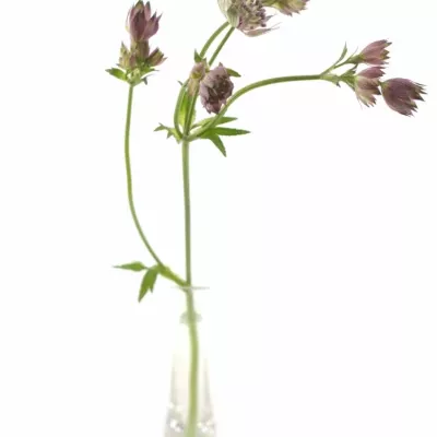 ASTRANTIA STAR OF AFRICA