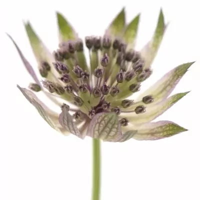 ASTRANTIA STAR OF AFRICA