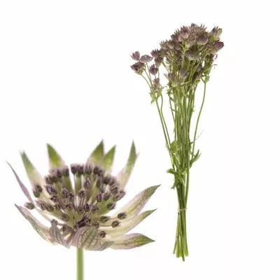 ASTRANTIA STAR OF AFRICA