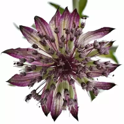 ASTRANTIA STAR OF BEAUTY 50cm