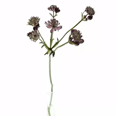 ASTRANTIA STAR OF BEAUTY 50cm