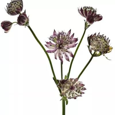 ASTRANTIA STAR OF BEAUTY 50cm