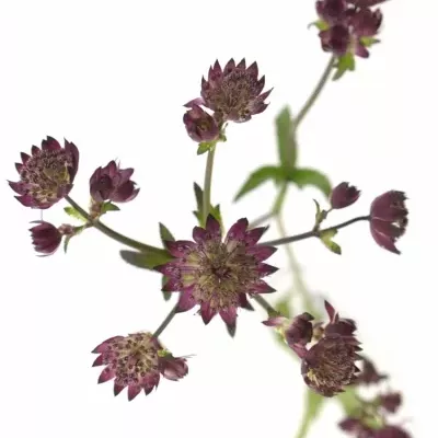 ASTRANTIA STAR OF FIRE