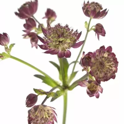 ASTRANTIA STAR OF FIRE