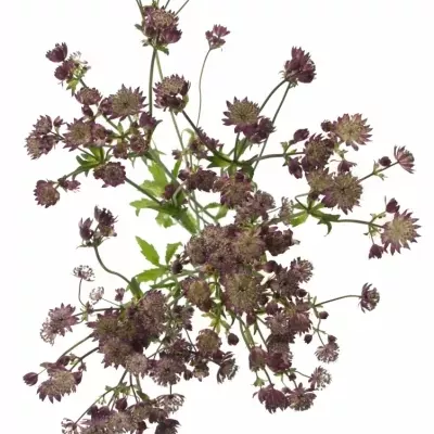 ASTRANTIA STAR OF FIRE