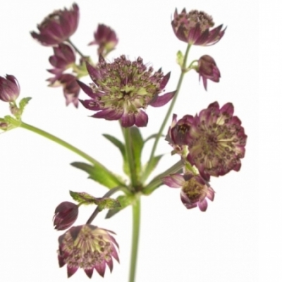 Astrantia STAR OF LOVE