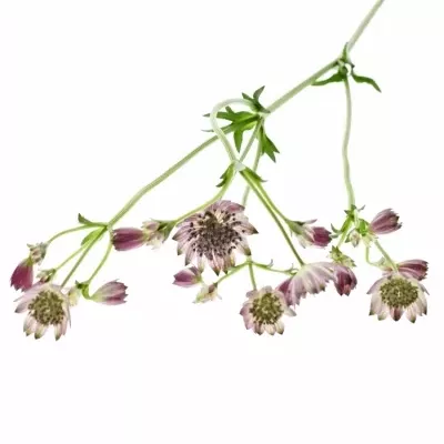 ASTRANTIA STAR OF PROMISE