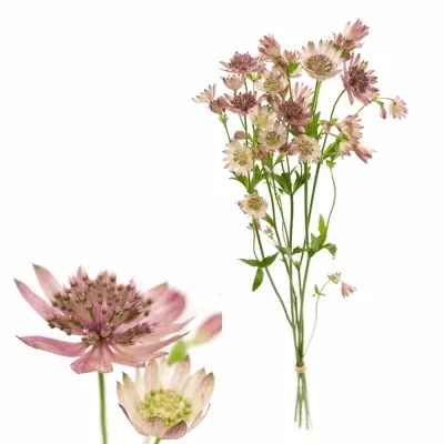 ASTRANTIA STAR OF PROMISE