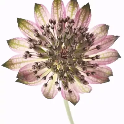 ASTRANTIA STAR OF PROMISE