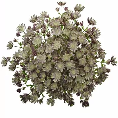 Astrantia TAR OF FLAME 70cm