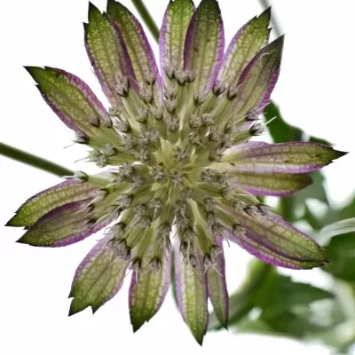 Astrantia TAR OF FLAME 70cm