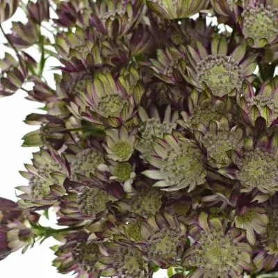 Astrantia TAR OF FLAME 70cm