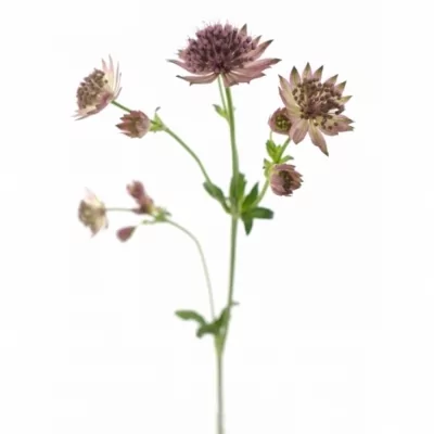 Astrantie ROSA LEE