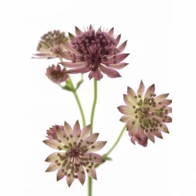 Astrantie ROSA LEE