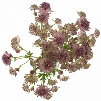 Astrantie ROSA LEE