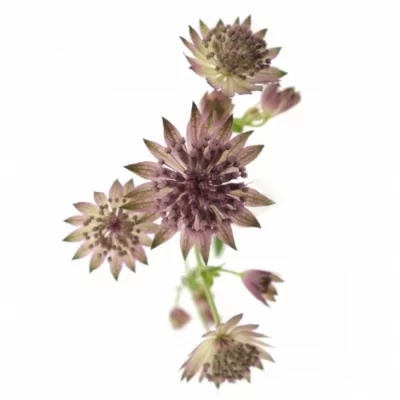 Astrantie ROSA LEE