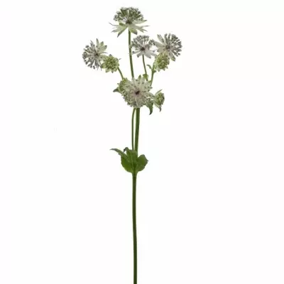 Astrantie ROSITA 60cm